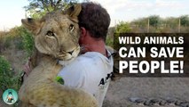 animal chavirly ,14 times   of Humans Being Saved by Wild Animals