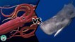 GIANT SQUID VS SPERM WHALE - Who will win this battle from the watery depths?