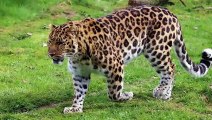 Who Would Win in a Fight Between a Leopard and a Spotted Hyena?