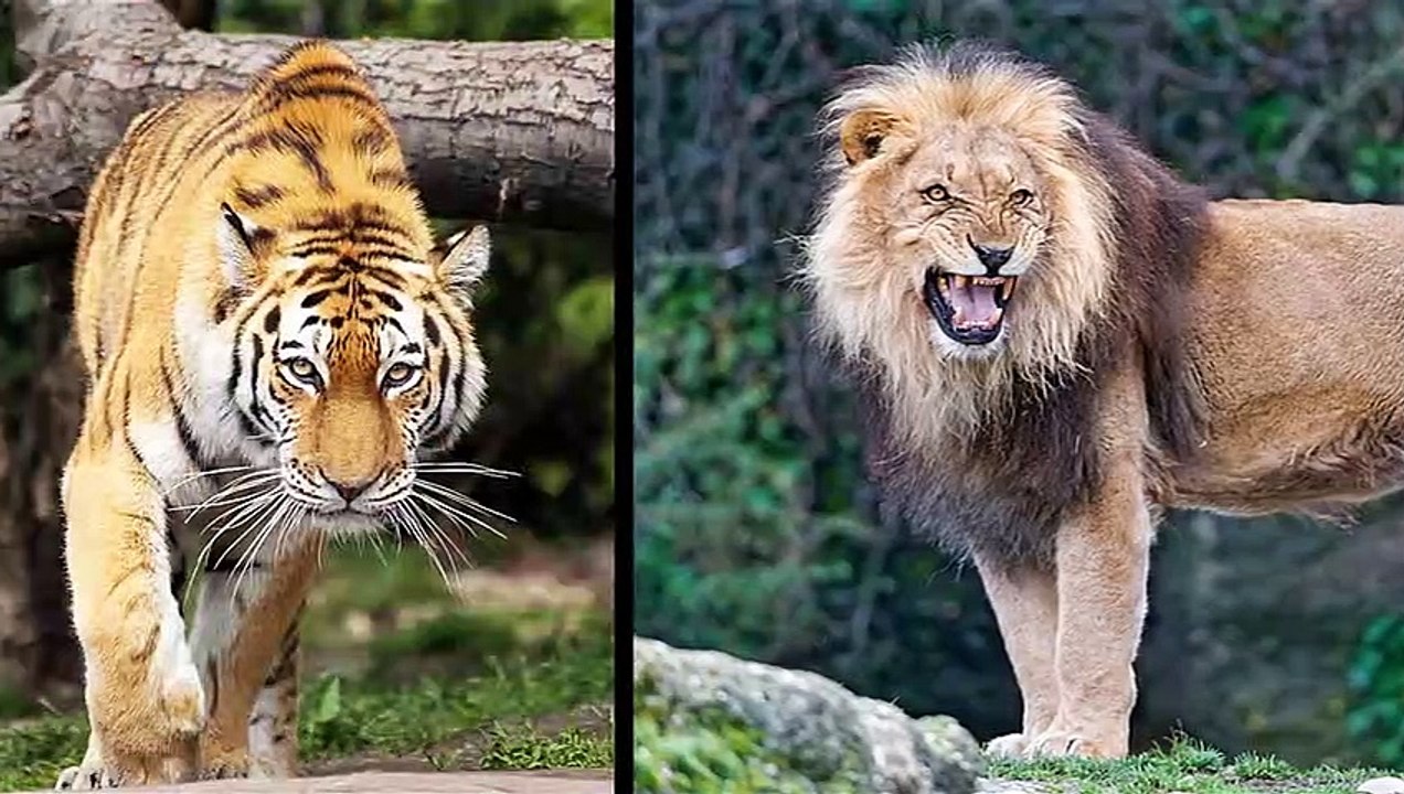 Who would win in a fight between a lion and a gorilla? - video Dailymotion