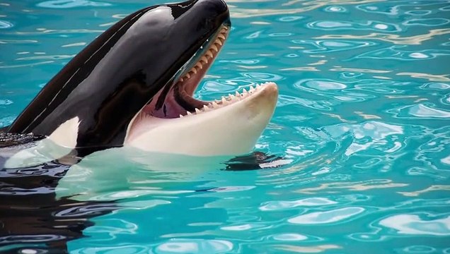 Which is the strongest: the SIBERIAN TIGER or the GRIZZLY BEAR?