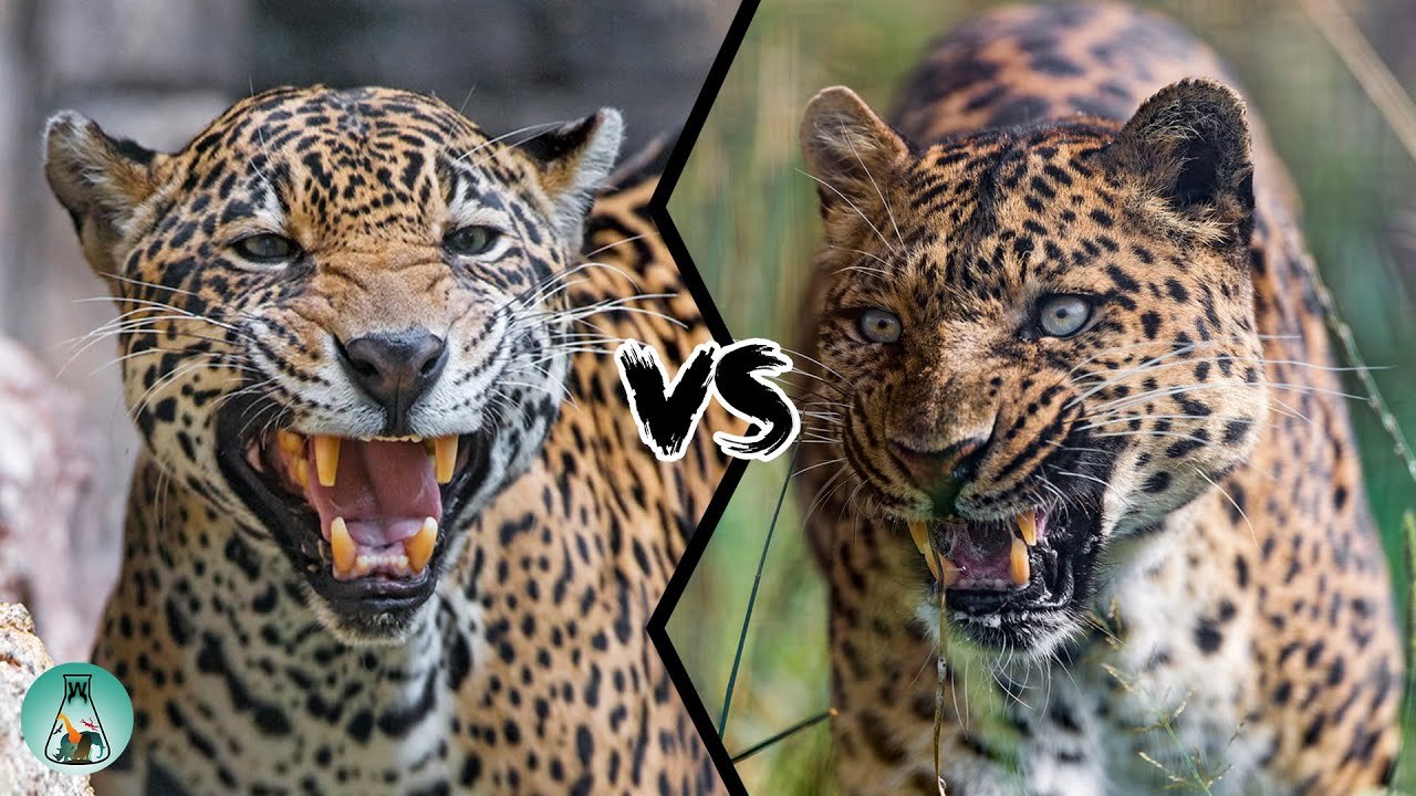 PART II JAGUAR VS. LEOPARD WHO WOULD WIN? video Dailymotion