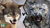Who would win in a fight between a grey wolf or a snow leopard?