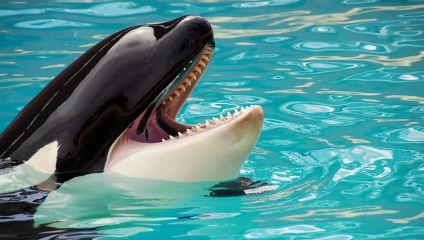 5 Deadly Apex Predators in the Sea