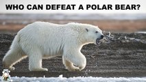 A Polar Bear Could Be Defeated By These 5 Animals