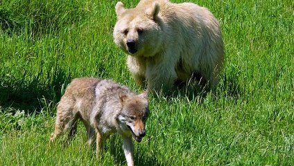 The Animal Kingdom's Top 10 Rivalries