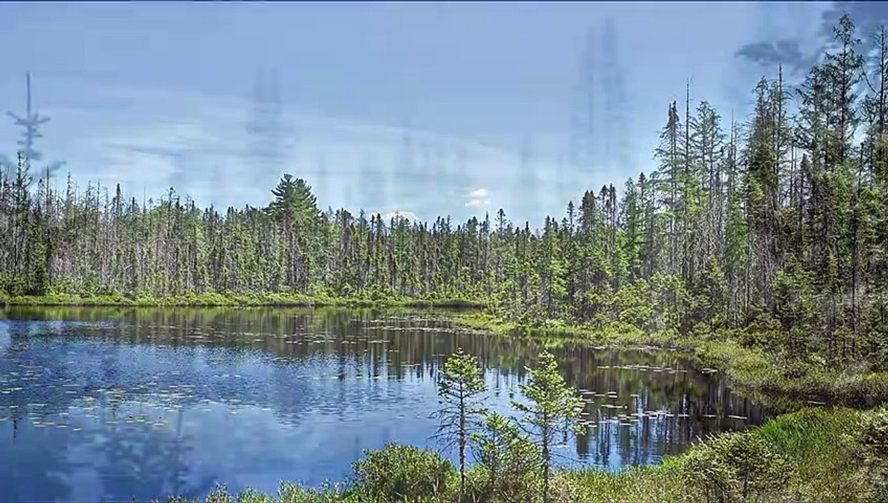 POLAR BEAR VS SIBERIAN TIGER - Who would win a fight