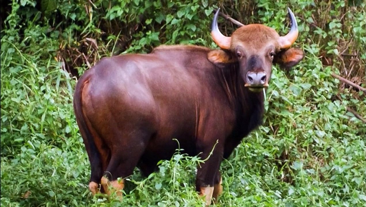 gaur size comparison