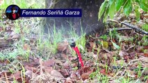 Huerta orgánica en Michoacán | Conexión Milenio