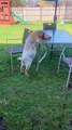 Goat Helps Itself to a Snack