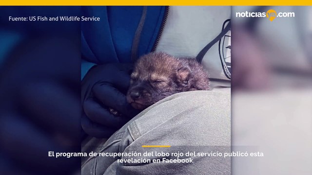 Red Wolf Recovery Program anuncia la llegada de su primera camada de lobos rojos nacidos en la naturaleza desde 2018.