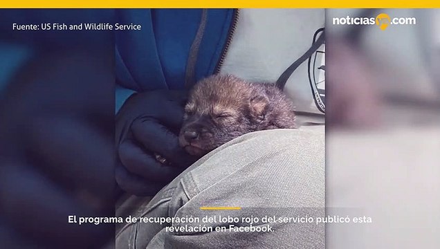Red Wolf Recovery Program anuncia la llegada de su primera camada de lobos rojos nacidos en la naturaleza desde 2018.