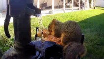 Squirrel finds a way to stay hydrated on a hot day in California