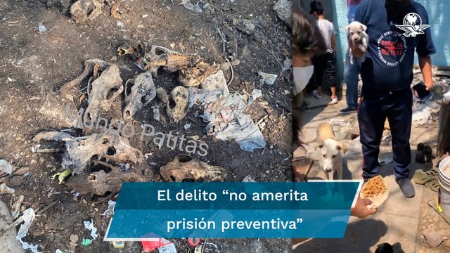 Sujetos que vendían carne de perro a taquerías en Tultitlán enfrentan acusación en libertad