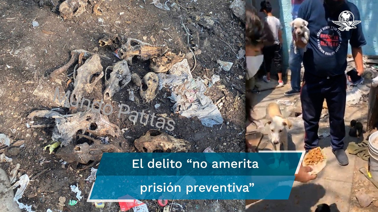 Sujetos que vendían carne de perro a taquerías en Tultitlán enfrentan acusación en libertad