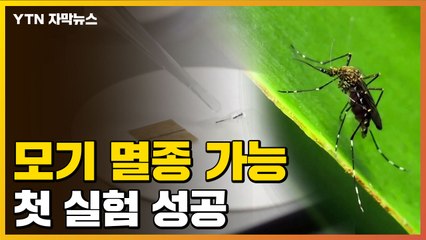 [자막뉴스] 바늘 한 방에 모기 '박멸'...유전자 실험 성공 / YTN