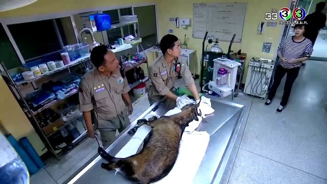 Vườn Thú Tình Yêu tập 13 Full HD ,Rak Kan Panlawan phim tình cảm thái lan, 100 ngày yêu tập 13