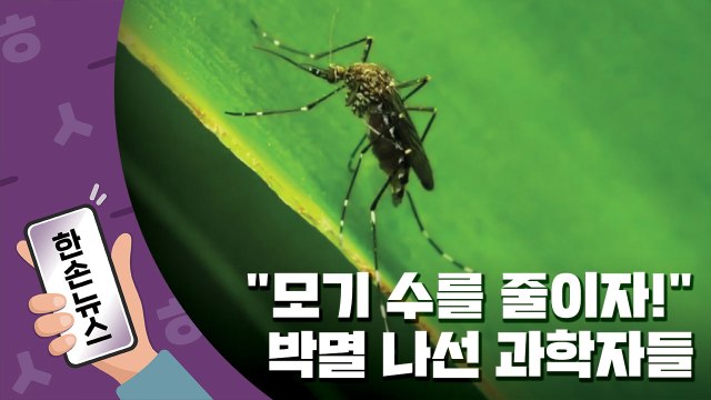 [한손뉴스] '모기 없는 여름' 찾아오나...연구팀의 놀라운 실험 결과 / YTN