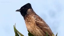 Red Vented bulbul