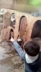 Stage vacances u7 u9 cani rando