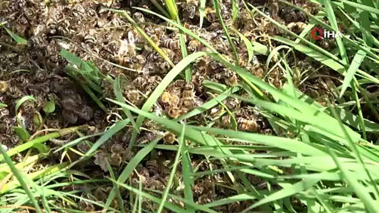 Bursa’da arı faciası...Yüzlerce kovan arı telef oldu