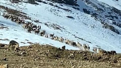 KAÇAK AVCILIK ENGELLENDİ, DAĞ KEÇİLERİ İLK KEZ BU KADAR KALABALIK GÖRÜNTÜLENDİ