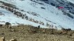 Kaçak avcılık engellendi, dağ keçileri ilk kez bu kadar kalabalık görüntülendi