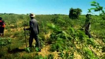 Madagascar's farmers tackle drought with 'pigeon peas'