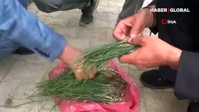 Bu otu bulan yaşadı: Tanesi bin liradan yok satıyor!