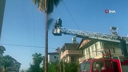 Budamak için çıktığı palmiye ağacında hayatını kaybetti