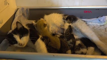 ÖKSÜZ KEDİLERİN SÜT ANNESİ