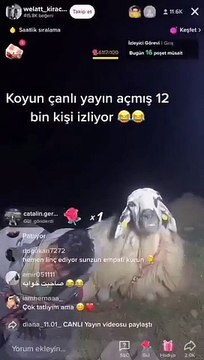 Çoban Uyudu, Koyun Canlı Yayında Kaldı: 12 Bin Kişi O Anları İzledi