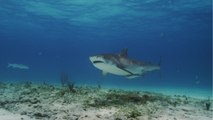Un requin-tigre attaque une caméra, dévoilant l'intérieur de sa gueule
