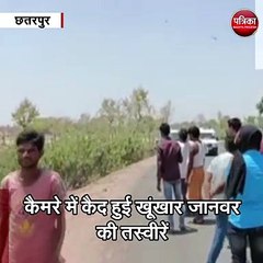 छतरपुर : रिहायशी इलाके में घुसा तेंदुआ