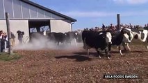 En Suède, les vaches sauteuses marquent le début du printemps pour l'industrie laitière
