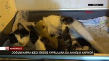 Öksüz kedilere annelik yapıyor