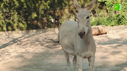 ذكر الحمار في القرآن الكريم خمس مرات