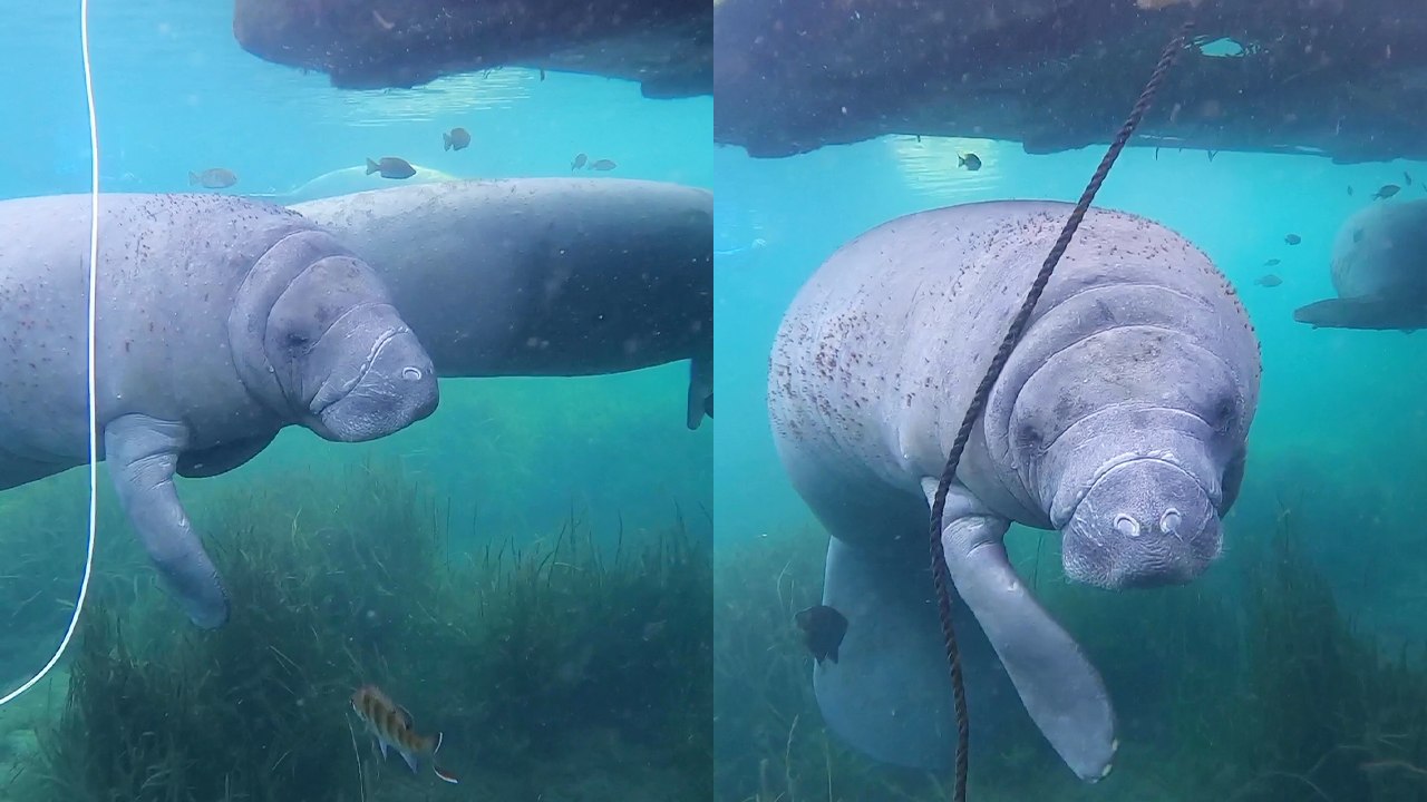'Snorkeler encounters a cute and VERY curious manatee during an underwater adventure '