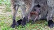 Wallaby Joey emerges from mother's pouch at Marwell Zoo