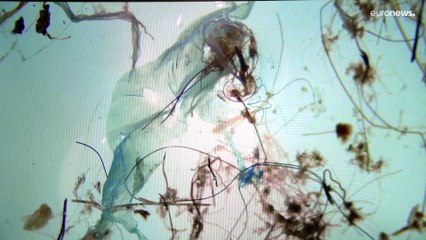 Impacto dos microplásticos na saúde humana e na vida marinha