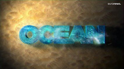 Come proteggere gli oceani e gli uccelli marini dalla plastica?