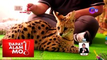 Dapat Alam Mo!: African serval cat, alaga ng isang Pinoy!