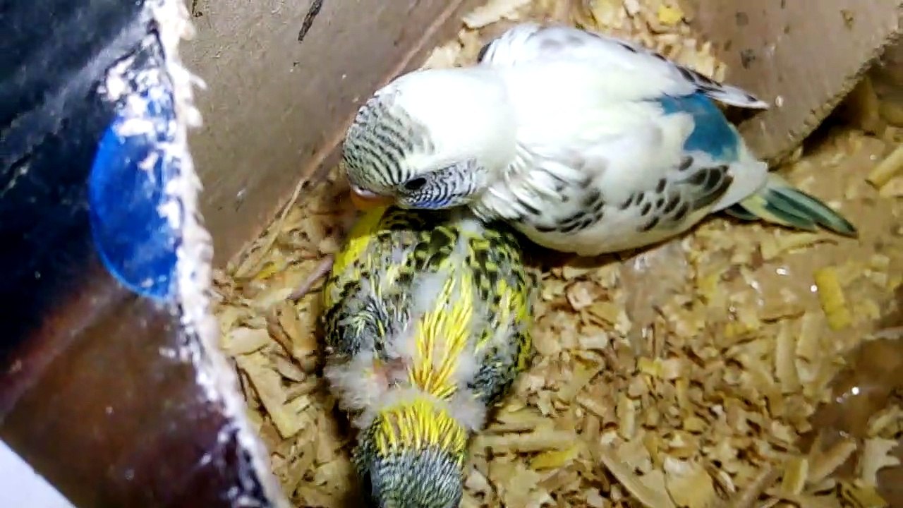 Beautiful colors budgerigar babies
