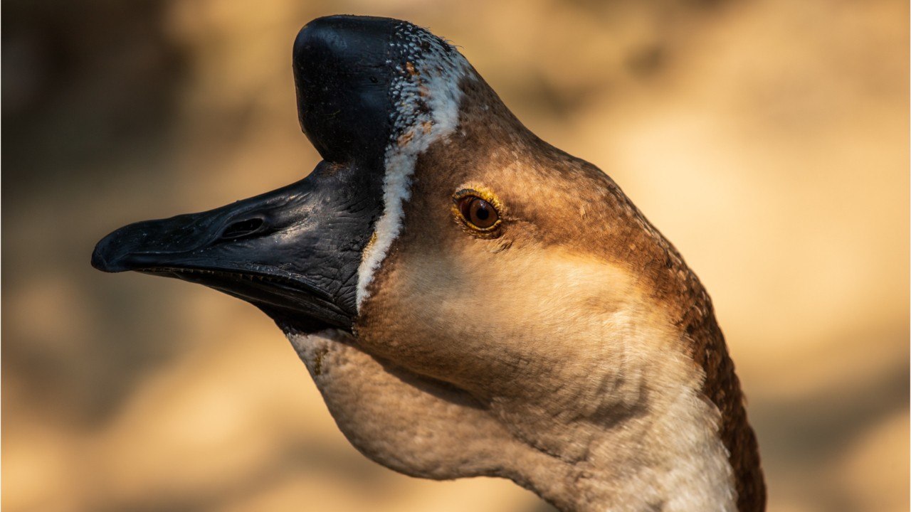 Chine : une "armée d'oies" à la frontière pour empêcher le Covid-19 d'entrer dans le pays