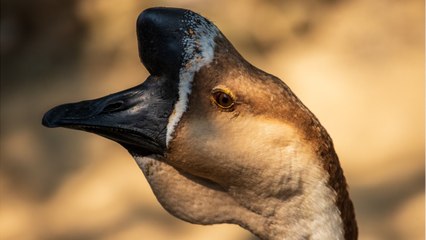 Chine : une "armée d'oies" à la frontière pour empêcher le Covid-19 d'entrer dans le pays