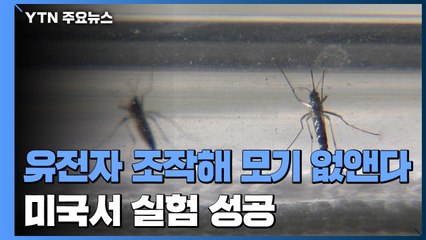 유전자 조작 모기로 모기 없앤다...美 첫 실험 성공 / YTN