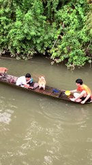 Boat Sinks with Corgis and Kid Inside