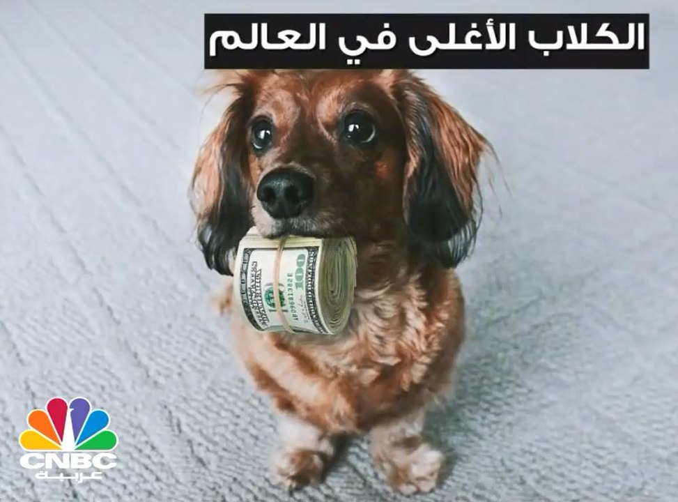 الكلاب الأغلى في العالم!