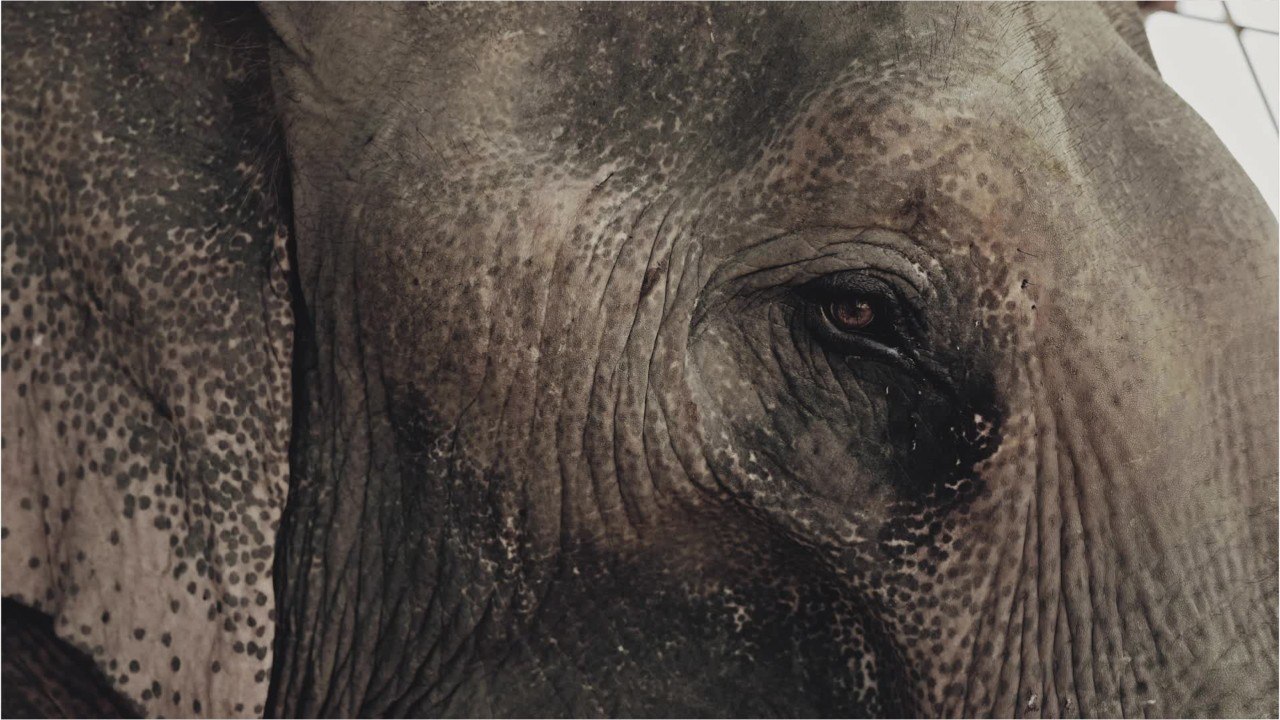 Des chercheurs ont trouvé une méthode basée sur l'Intelligence artificielle pour analyser les comportements des animaux