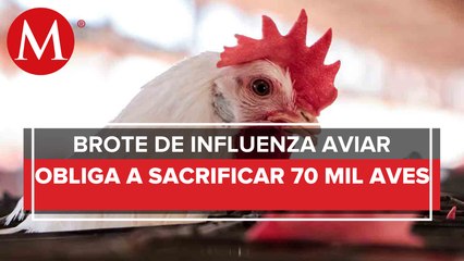 Detectan brote de influenza aviar en dos granjas de Coahuila; sacrifican a 70 mil aves